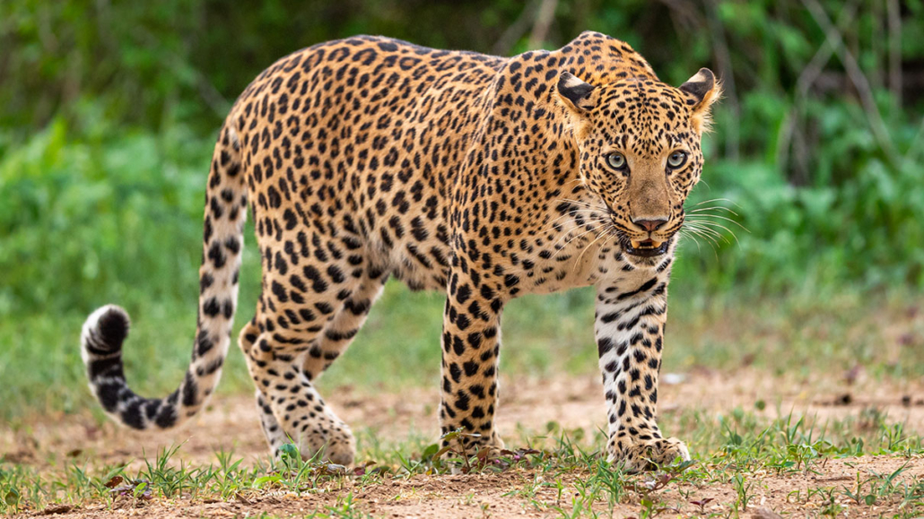 Sariska Tiger Camp