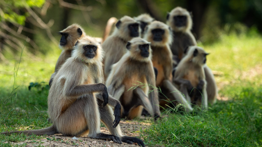 Sariska Tiger Camp
