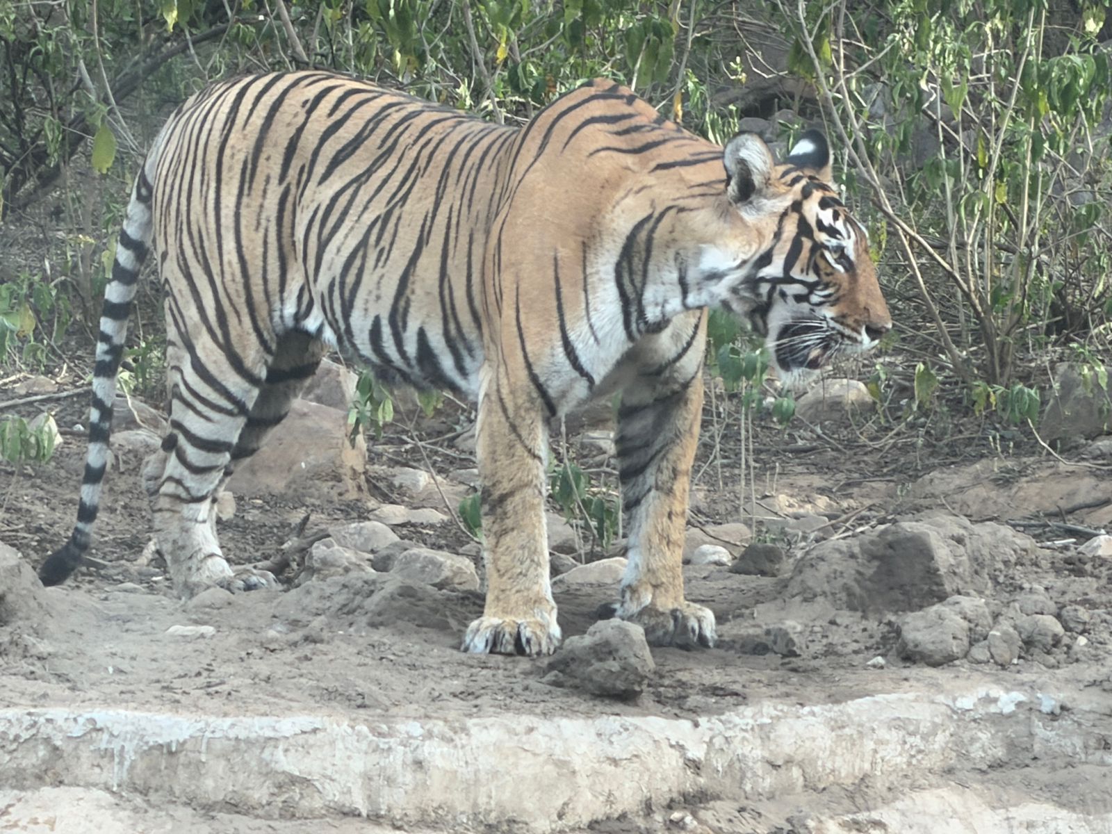 Sariska Tiger Camp