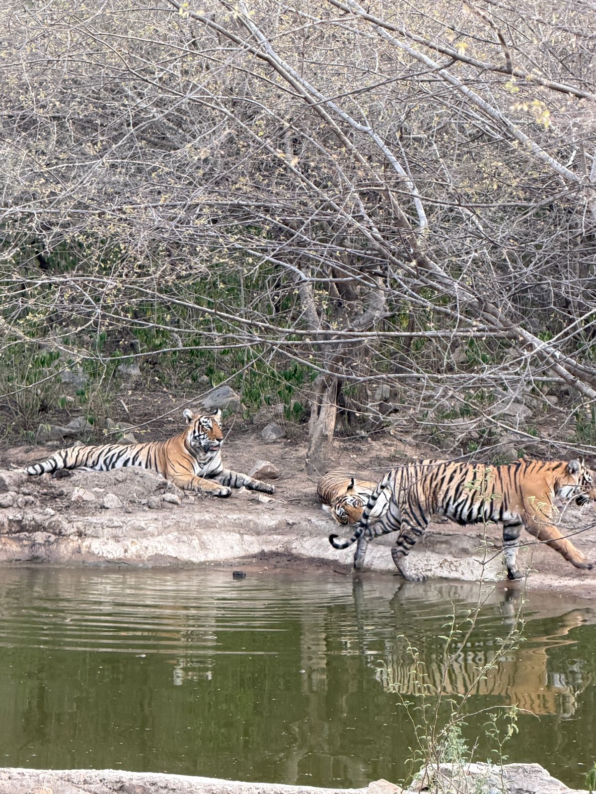 Sariska Tiger Camp