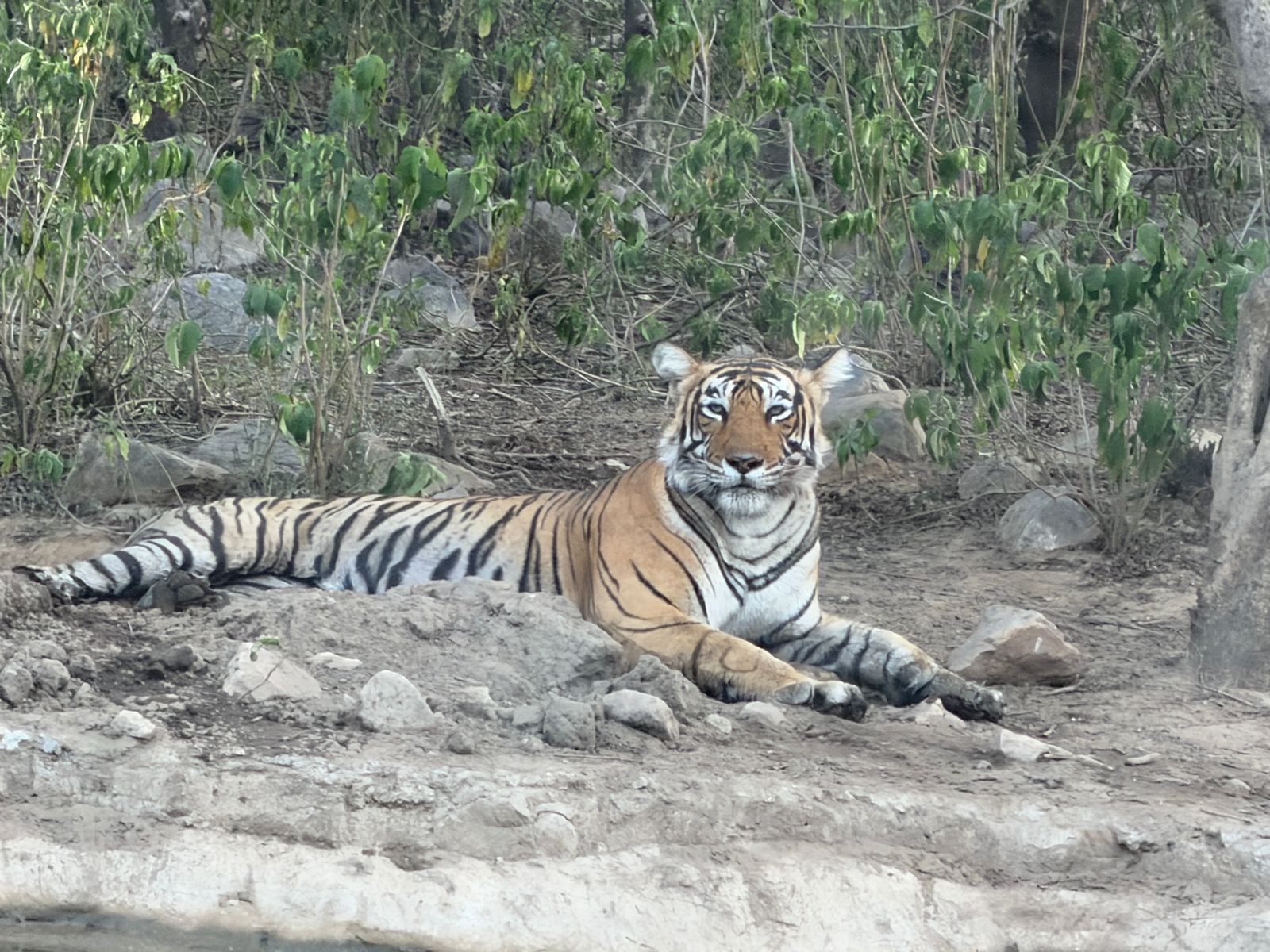 Sariska Tiger Camp