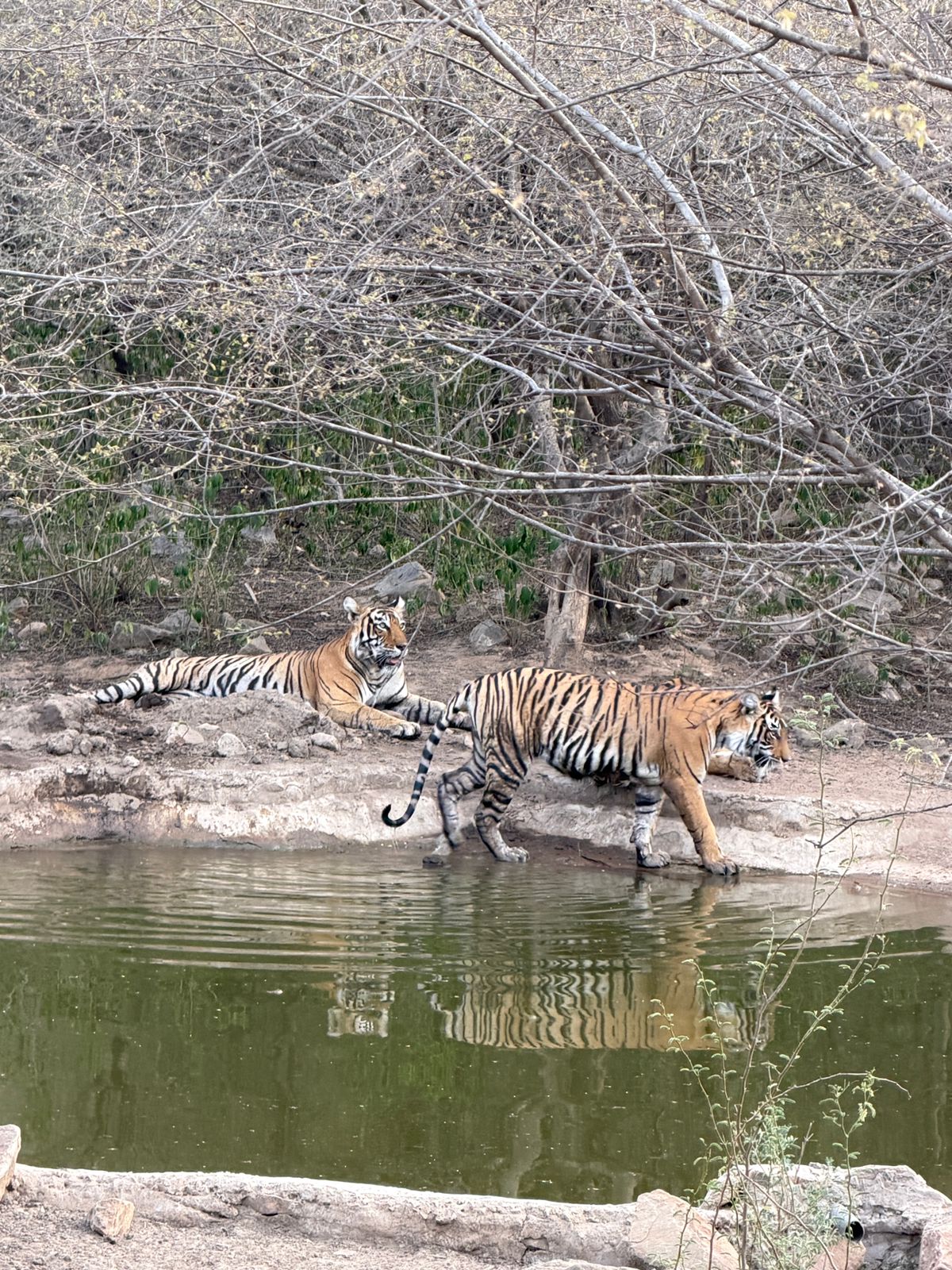 Sariska Tiger Camp