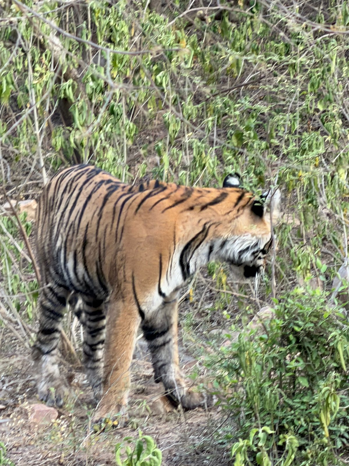 Sariska Tiger Camp